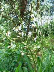 Chlorophytum krookianum