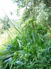 Chlorophytum krookianum