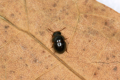 Agathidium