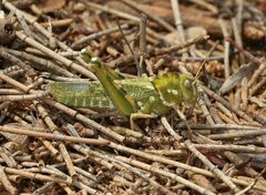 Ecphantus quadrilobus