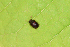 Agathidium