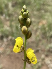 Senna italica arachoides