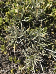 Senecio magellanicus