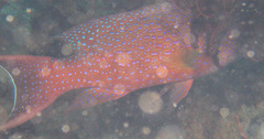 Variola albimarginata