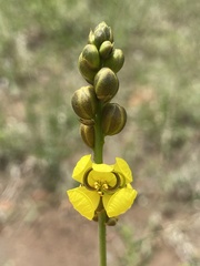 Senna italica arachoides