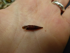 Macrogastra ventricosa