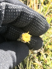 Senecio magellanicus