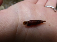 Macrogastra ventricosa