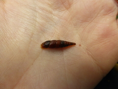 Macrogastra ventricosa