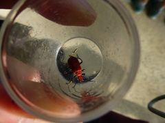 Pyrochroa serraticornis