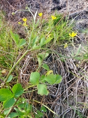 Ranunculus trilobus