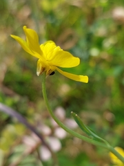 Ranunculus trilobus