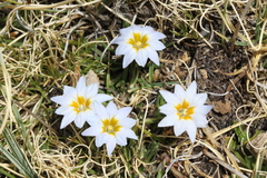 Gentiana sedifolia