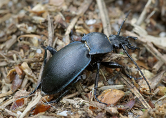 Carabus convexus