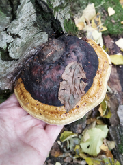 Fomitopsis pinicola