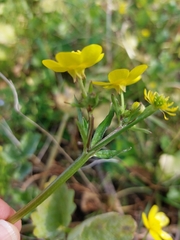 Ranunculus trilobus