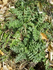 Cirsium japonicum