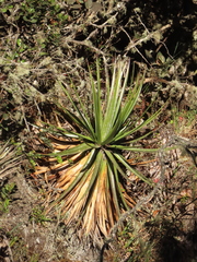 Puya nitida