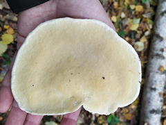 Fomitopsis pinicola