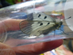 Parnassius mnemosyne