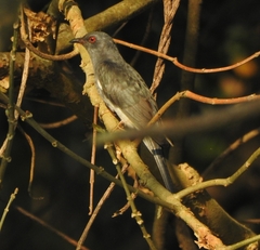 Cacomantis passerinus