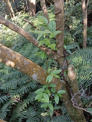 Tetrastigma hemsleyanum