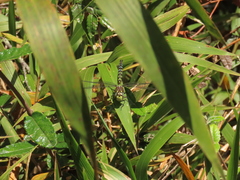 Rhionaeschna marchali