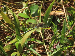 Rhionaeschna marchali