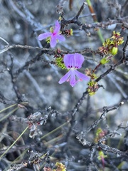 Pelargonium englerianum