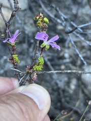Pelargonium englerianum