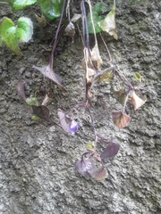 Viola alba dehnhardtii