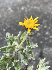 Senecio leucomallus