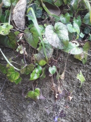 Viola alba dehnhardtii