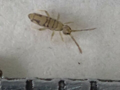 Entomobrya nivalis