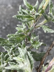 Senecio leucomallus