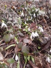 Galanthus woronowii