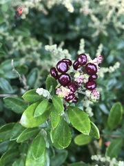 Rhagodia candolleana