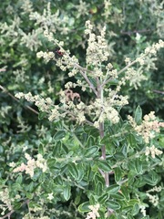 Rhagodia candolleana