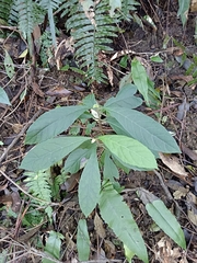 Decaneuropsis gratiosa