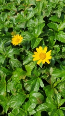 Angiospermae