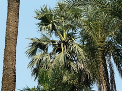 Borassus flabellifer