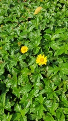 Angiospermae