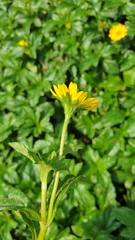 Angiospermae