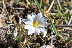Gentiana sedifolia