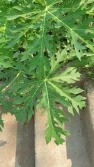 Carica papaya