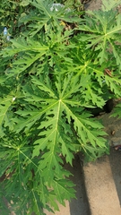 Carica papaya