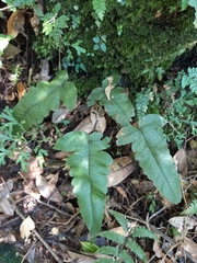 Stegnogramma wilfordii