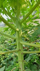 Carica papaya