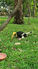 Buceros bicornis