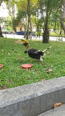 Buceros bicornis